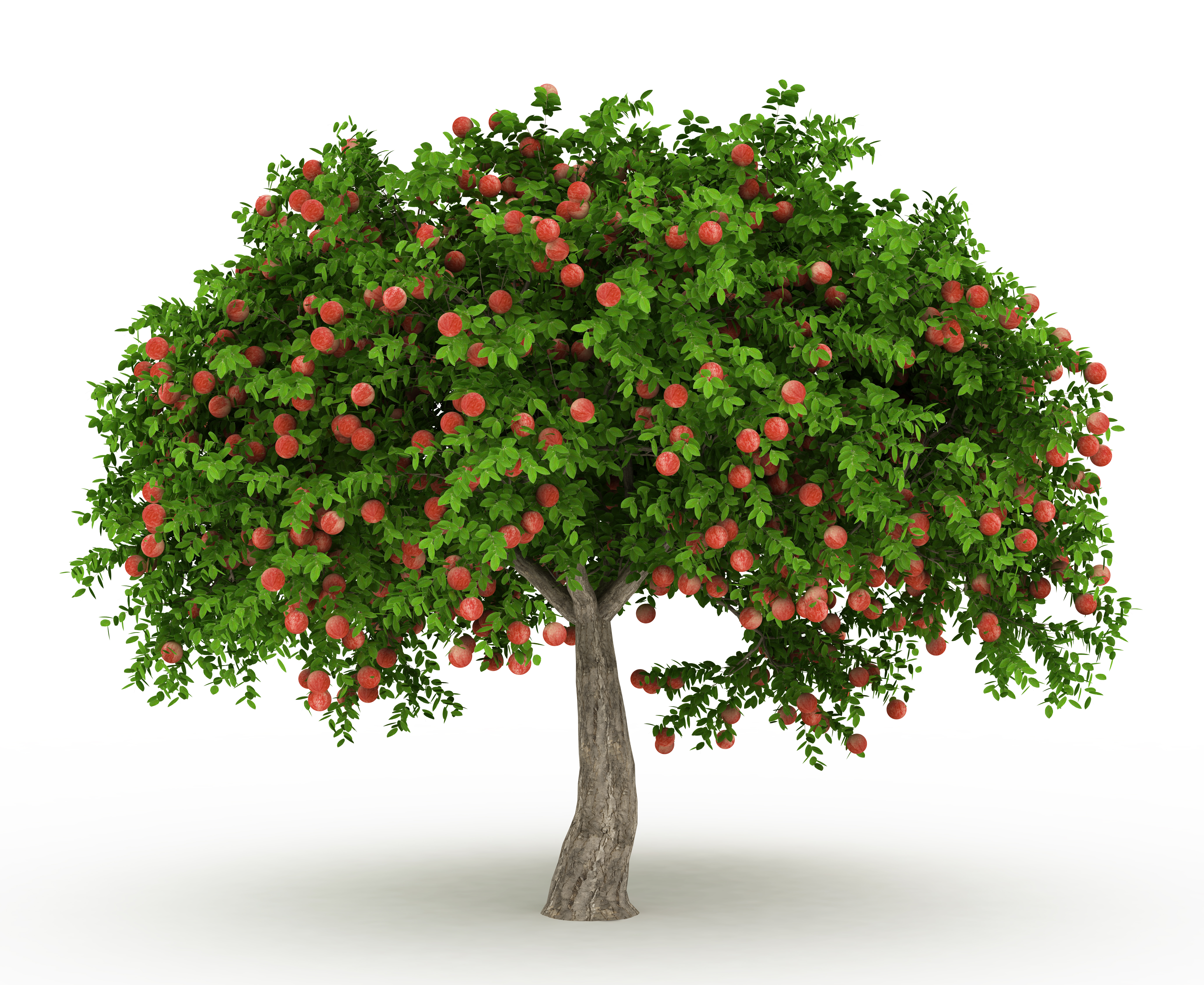 tree with fruits