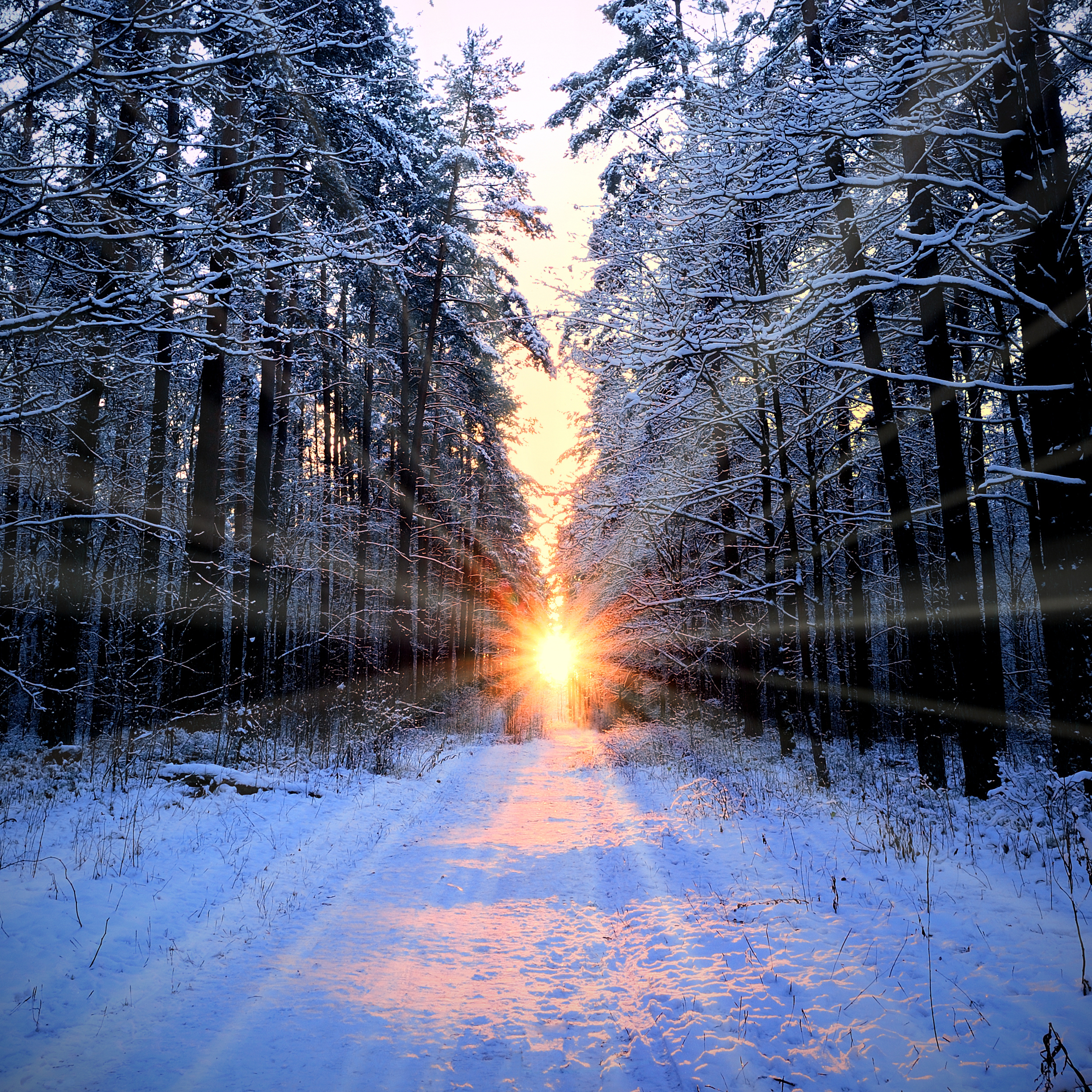 sun rise in snowy woods