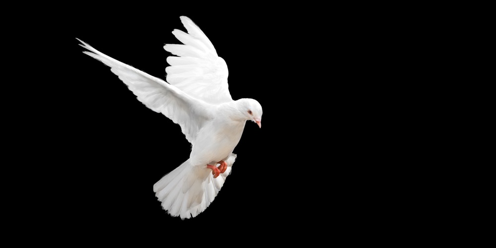 A flying dove