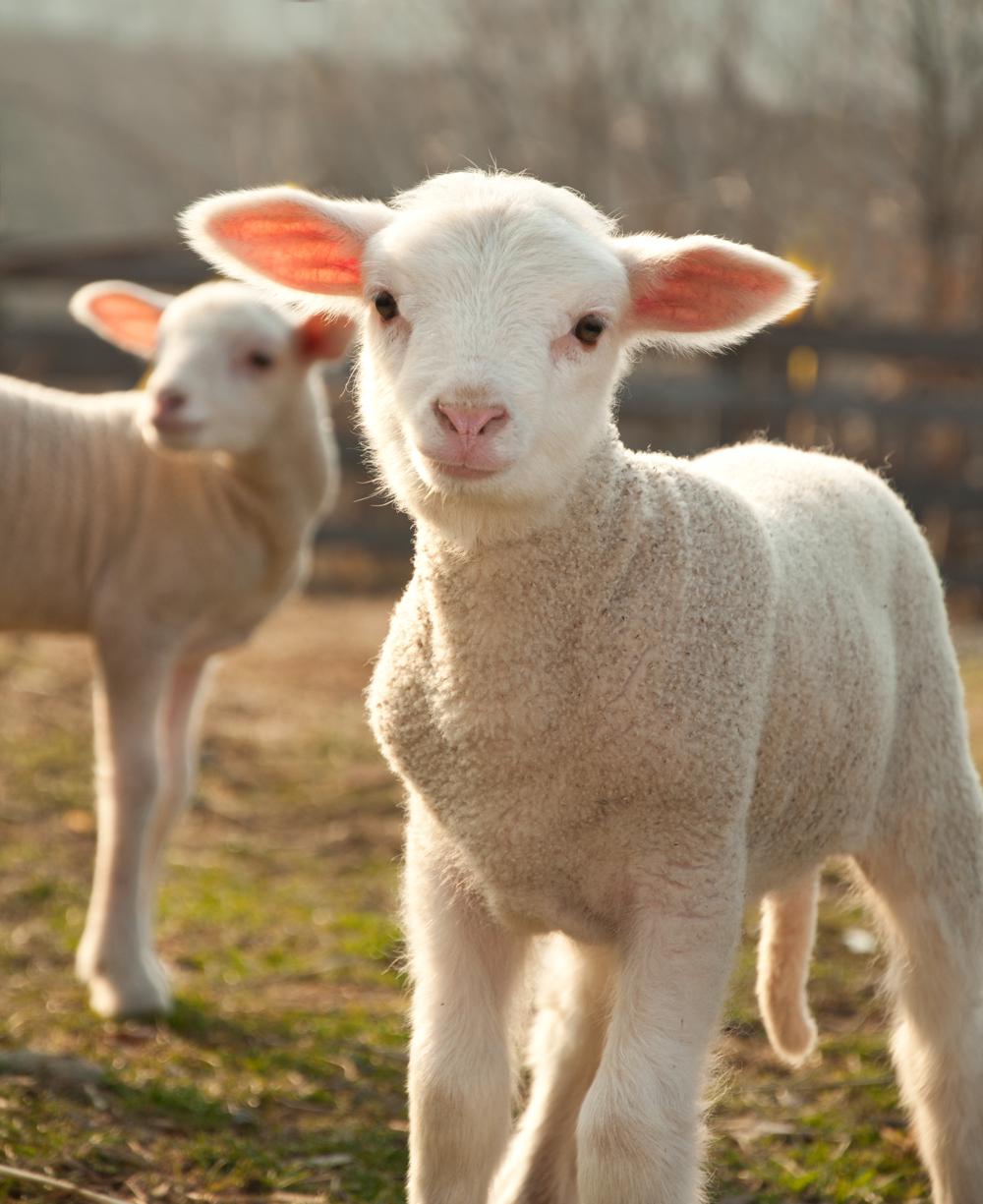Four Aspects of the Lamb! - Toward The Mark #62