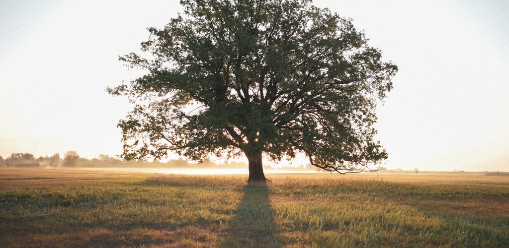 A large tree