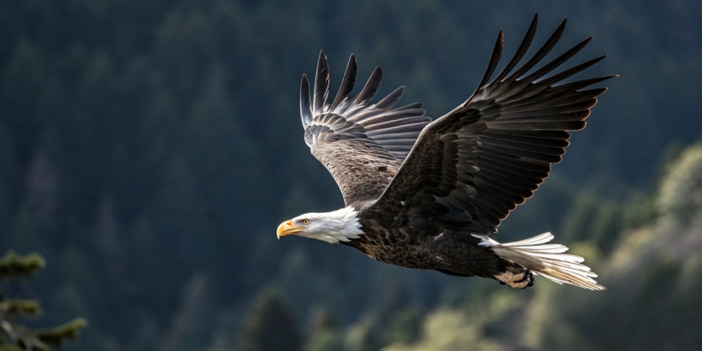 Bald Eagle Flying