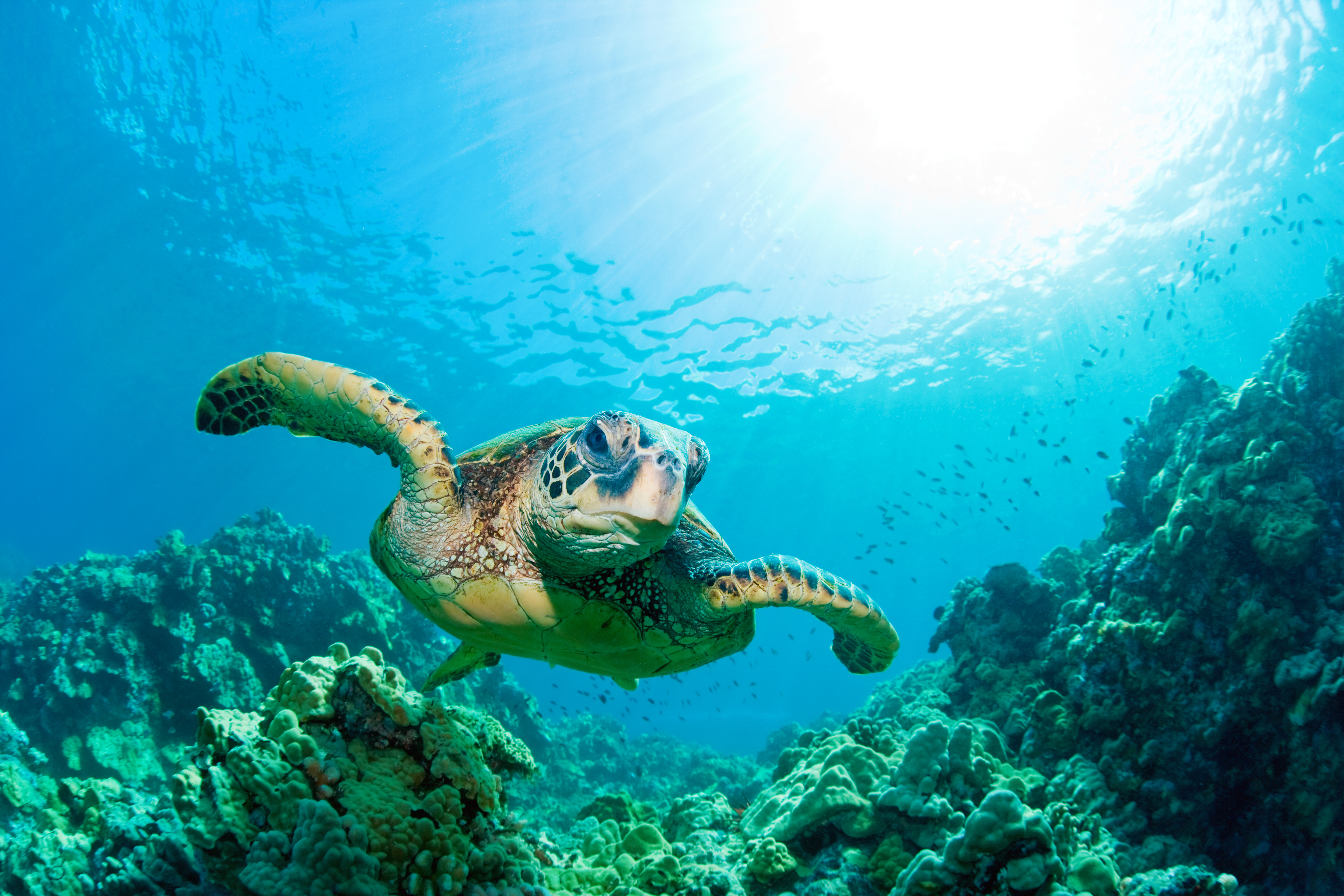 sea turtle