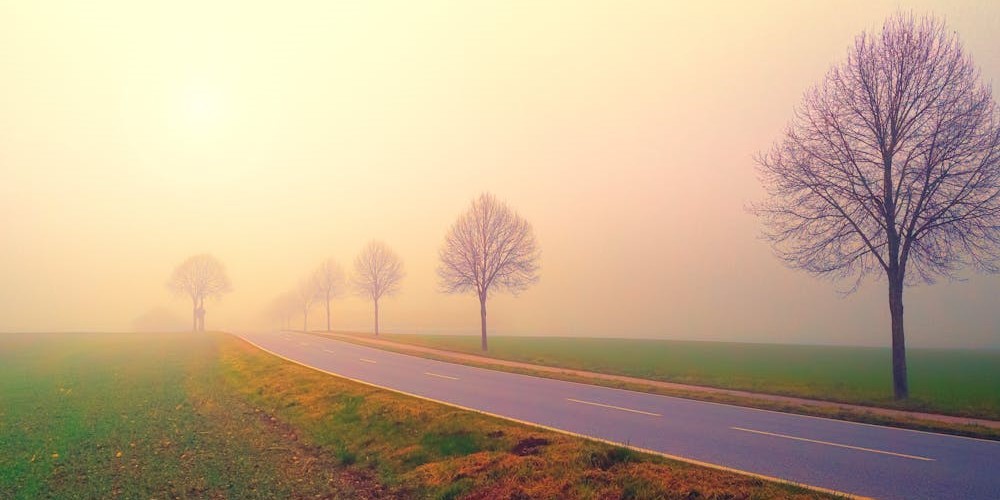 Row of trees on a misty morning