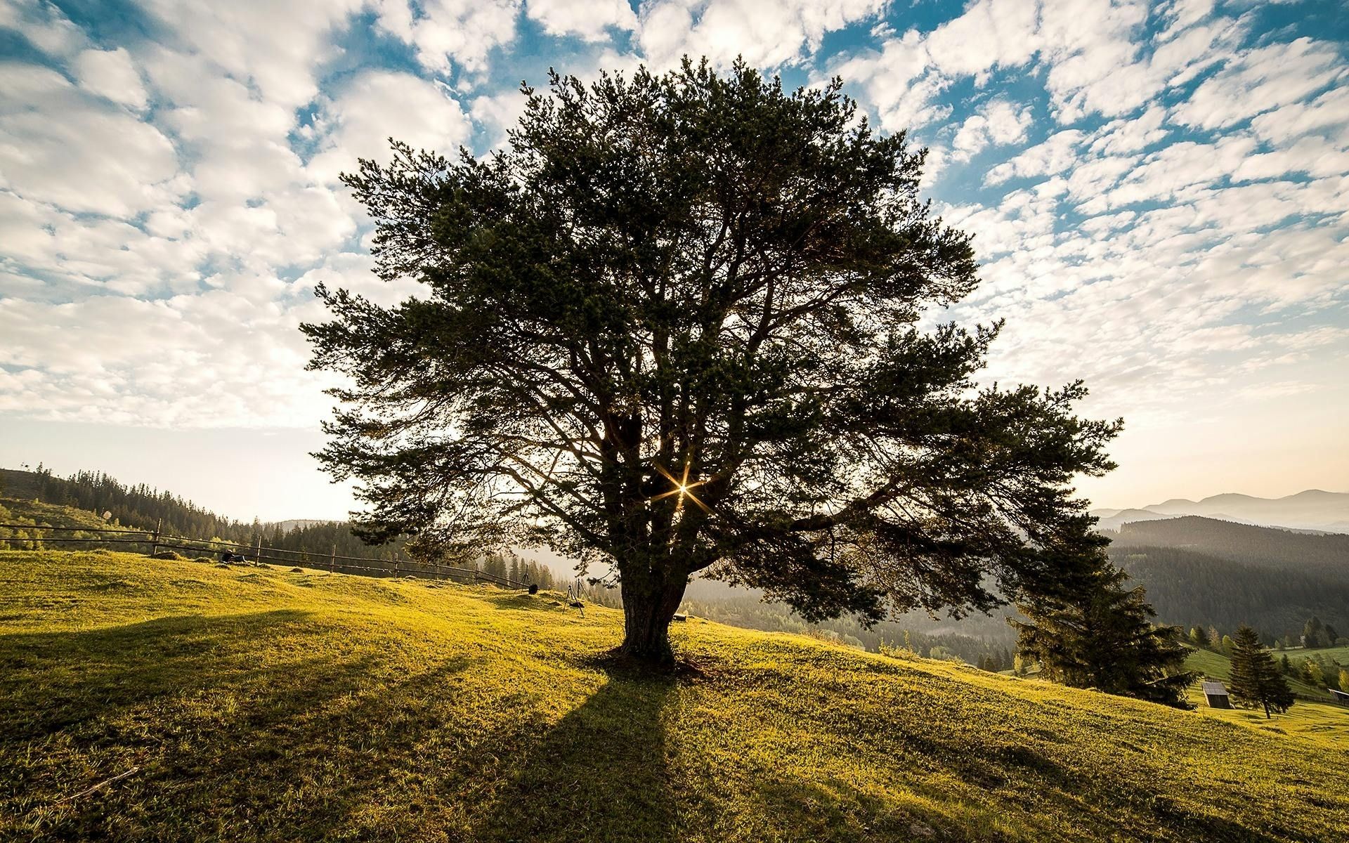 A learge tree in a meadow backlit by the sun